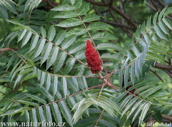 Sumac de Virginie