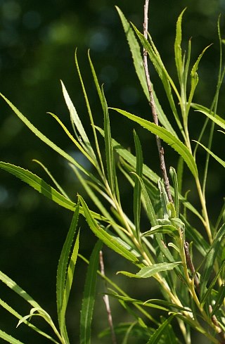 Aperçu du produitSaule de l