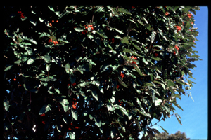 Sorbier à feuilles de chêne