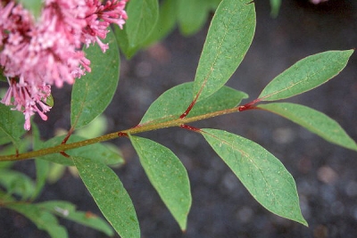 Lilas de preson 