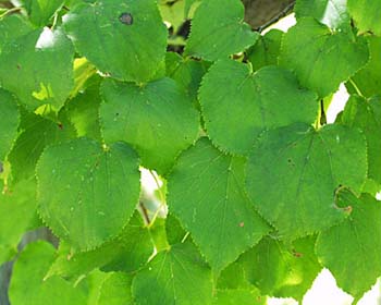 Tilleul à petite feuilles 