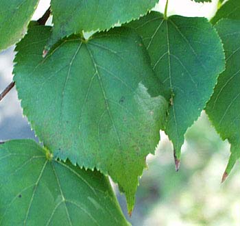 Tilleul à petite feuilles 