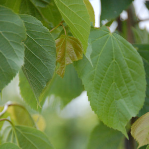 Tilleul à petites feuilles 