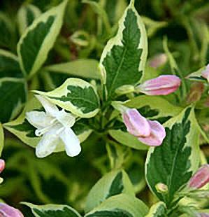 Weigelia panaché