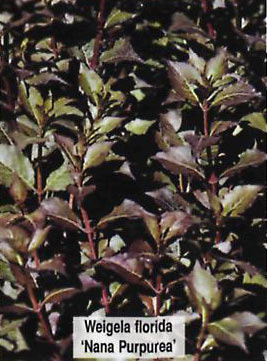 Weigelia pourpre nain