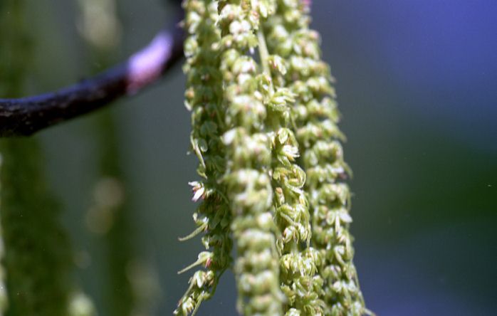 Caryer à noix douce