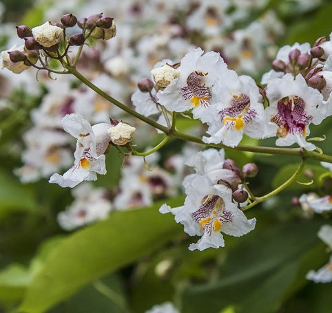 Catalpa à feuilles cordées