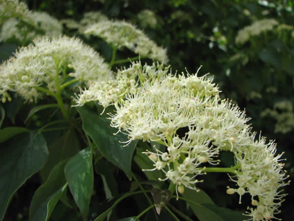 Cornouiller à feuilles alternes