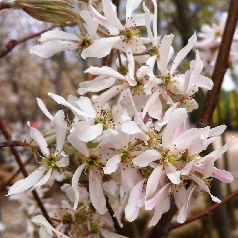 Amelanchier à grande fleur 