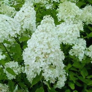 Hydrangée paniculée à grandes fleurs