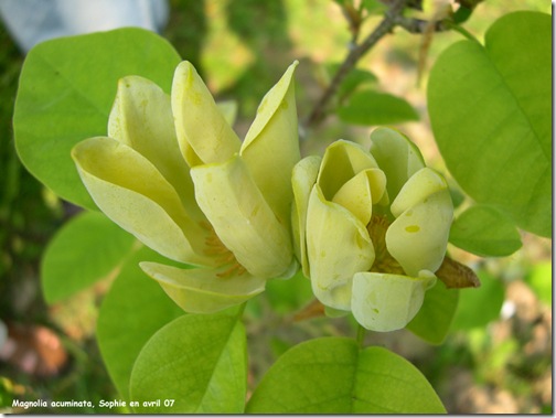 Magnolia acuminé