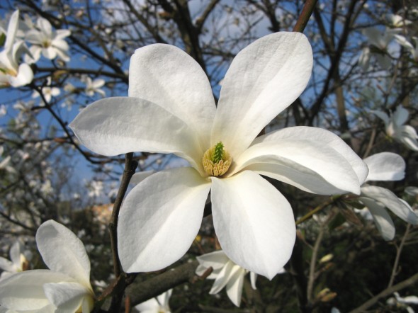 Magnolia Kobus