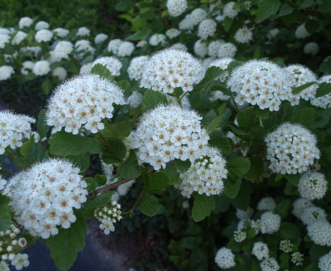 Physocarpe à feuilles d