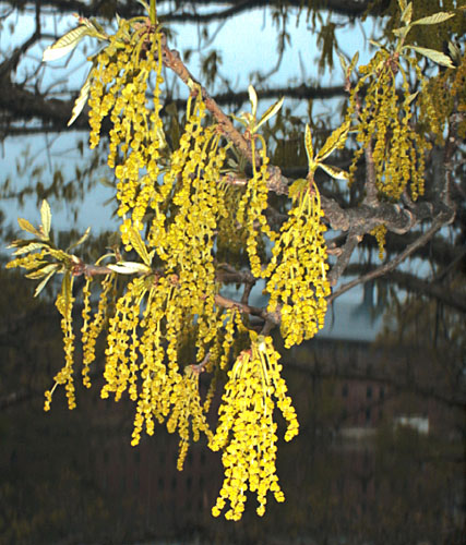 Chêne bicolor