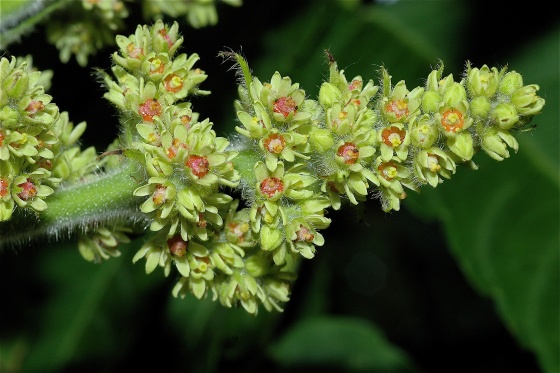 Sumac de Virginie