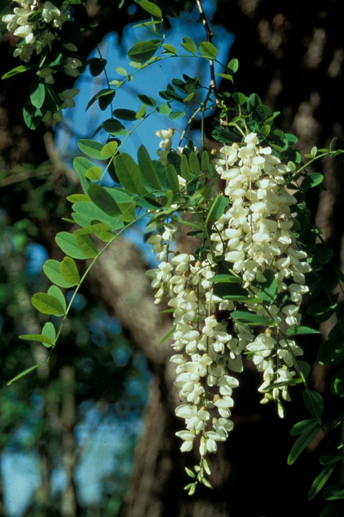 Robinier faux-acacia