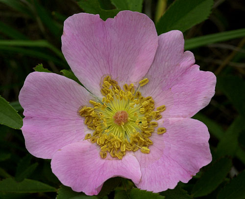 Rosier de caroline