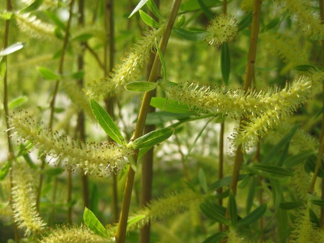 Saule pleureur doré