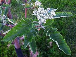 Sorbier à feuilles de chêne