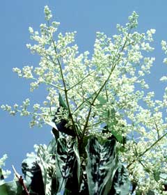 Lilas japonais 