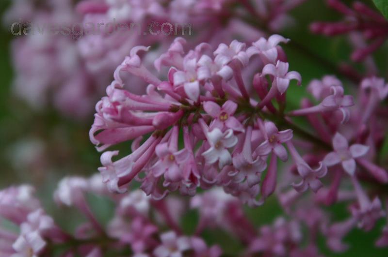 Lilas de preson 