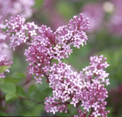 Lilas de Corée nain 