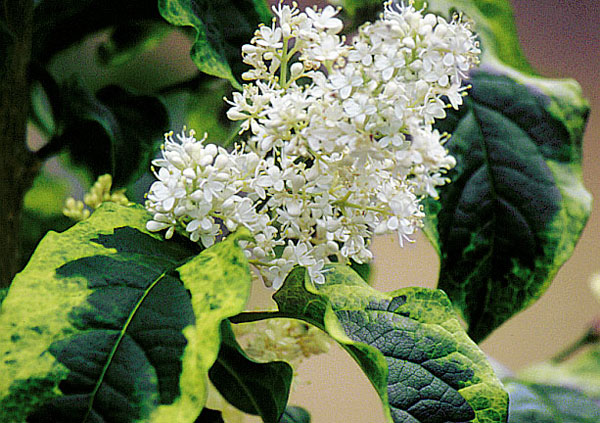 Aperçu du produitLilas japonais 