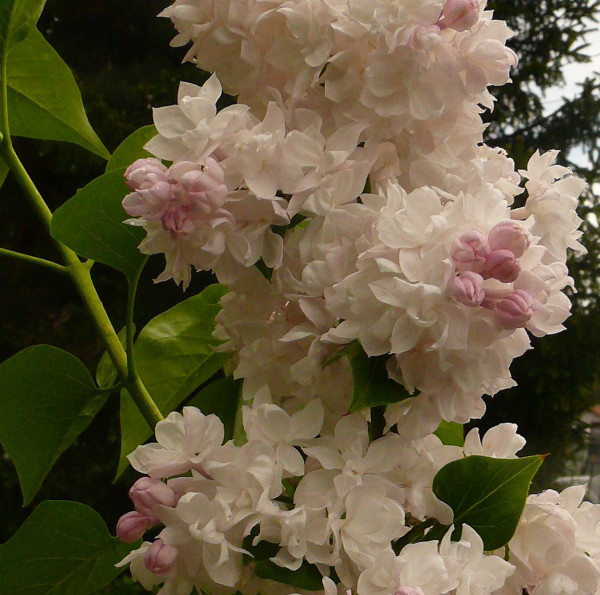 Lilas francais Beauté de Moscou