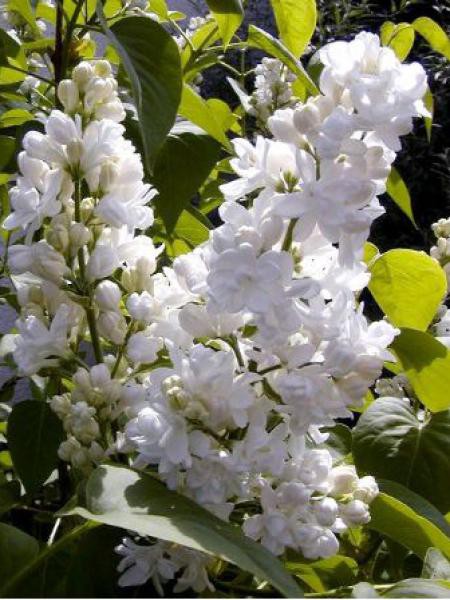 Aperçu du produitLilas Mme Lemoine