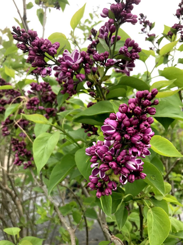 Aperçu du produitLilas commun Sensation