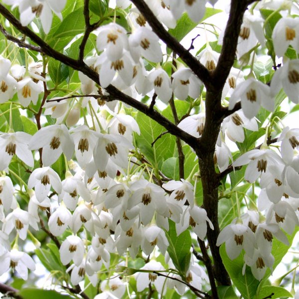 Styrax japonais