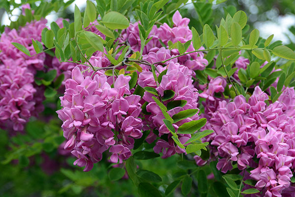 Aperçu du produitRobinier pseuodacacia Purple Robe