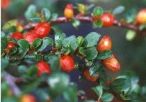 Cotonéaster précoce rampant