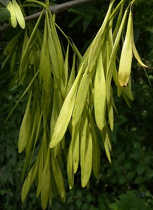 Frêne vert 