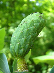 Magnolia acuminé