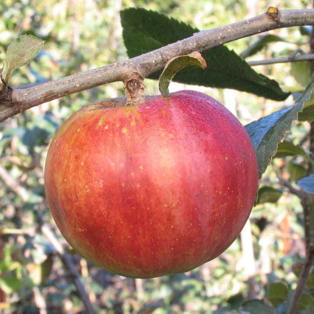 Aperçu du produitPommier Freedom