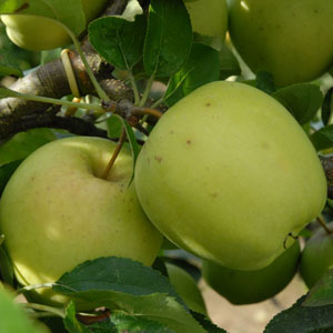 Aperçu du produitPommier Golden Delicious