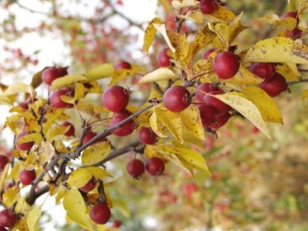 Malus 