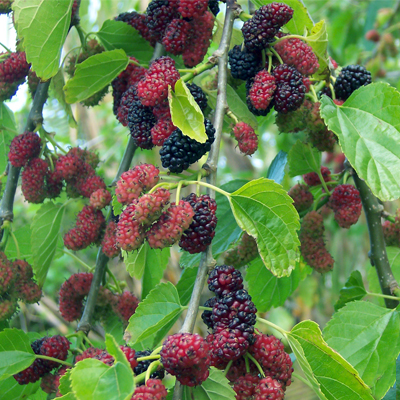 Mûrier blanc pleureur