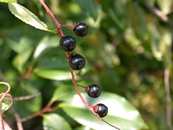 Cerisier tardif