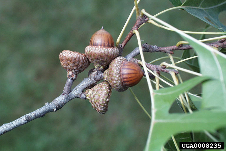 Chêne ellipsoidale