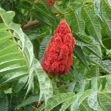 Sumac de Virginie