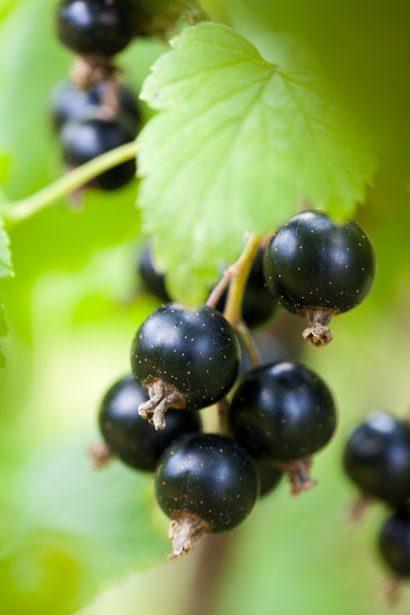 Aperçu du produitCassissier 