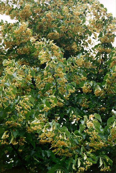 Tilleul à petites feuilles 